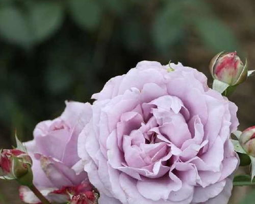 原因二：养护难度大