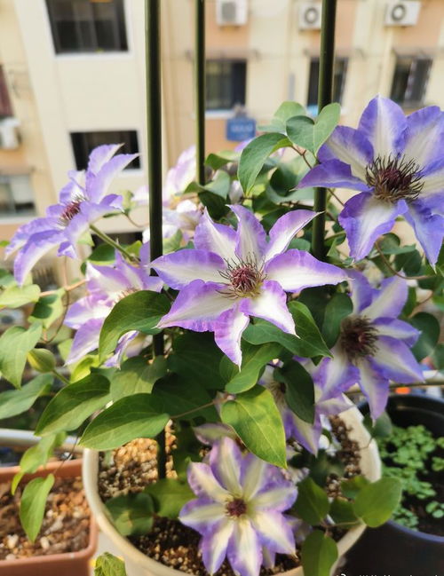 铁线莲：藤本花卉的皇后