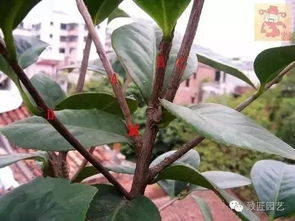 茶花嫁接，先选枝条
