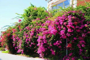 罕见品种和购买注意事项