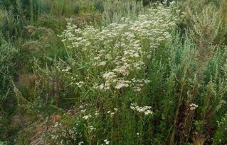 多年生草本作物：老农的省心秘密