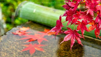 红叶草的品种图谱， 让你一目了然