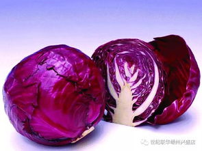 中甘21甘蓝， 生长周期短