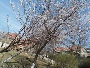 北方耐寒花树推荐：那些在寒风中绽放的色彩