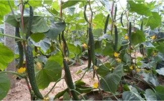 植物生长调节剂：调节生长， 但需谨慎