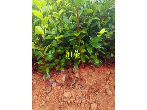 油茶种植管理技术有哪些？如何轻松掌握高效种植方法