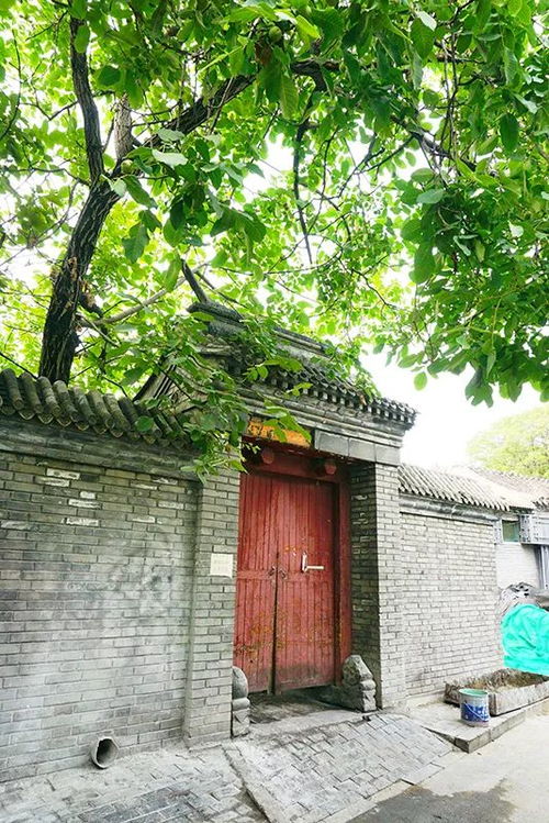 胡同里的绿色传奇：攀藤植物的种植秘籍