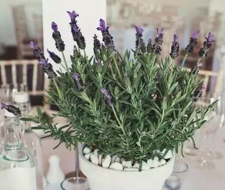 大叶圆叶植物的花朵盛宴