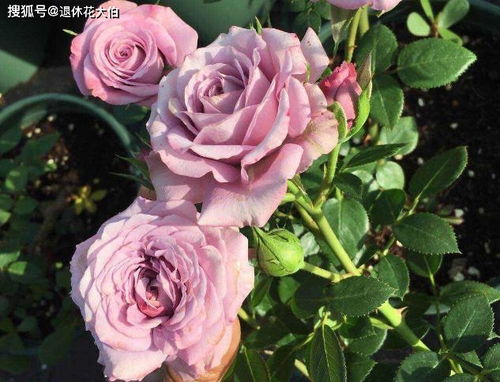 补充光照， 月季花的活力源泉