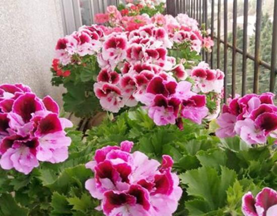 非洲堇：四季开花的室内小精灵