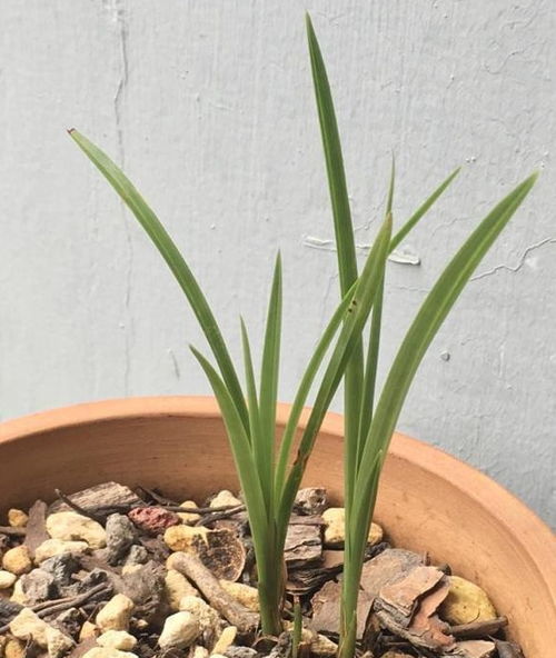 盆栽兰花叶艺兰的养护技巧