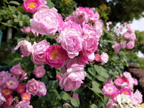 春季，花开如海的季节