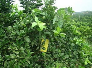 剪除带病虫枝叶， 及时清理