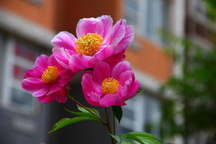 5月开什么花？盘点那些5月盛开的美丽花朵