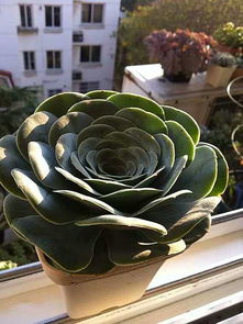 山地玫瑰种子种植攻略