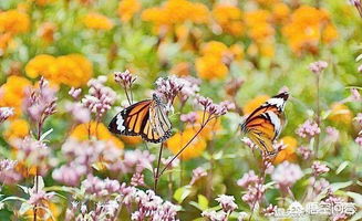 狗舌藤：攀爬在石盆上的绿意