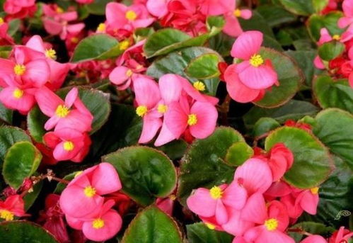 季节的魔法，决定种植的时机