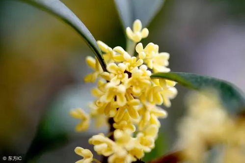 嫁接桂花后如何养护才能花开更艳