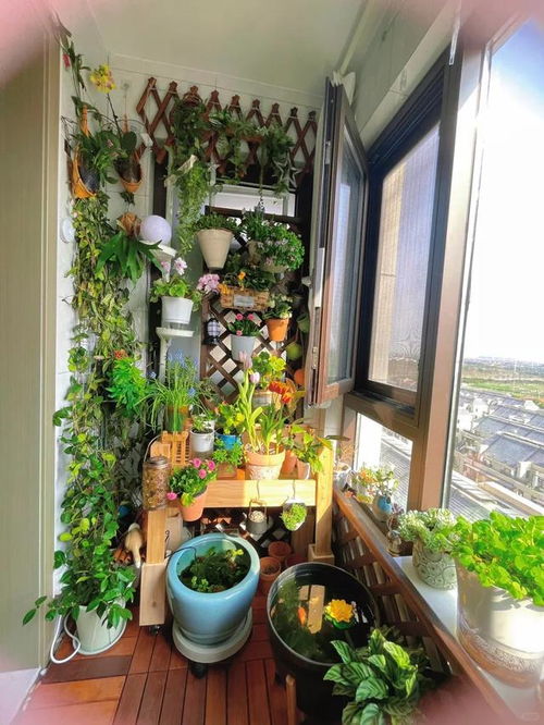 那些在阳台角落绽放的花朵