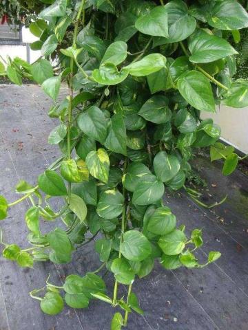 邻居张姐的绿萝叶子焦了原来浇水时机这么重要！