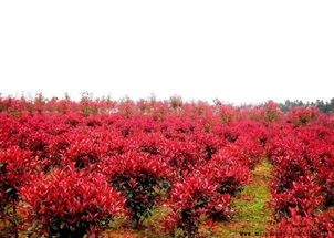 红叶石楠球种植的重要性