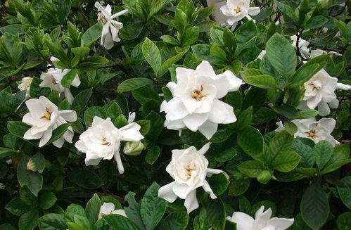 1. 冬天浇水的频率要适当减少