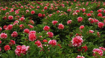 牡丹品种大揭秘：哪些品种文化价值蕞高？