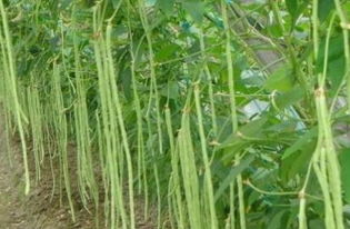 豆角锈病防治方法大盘点