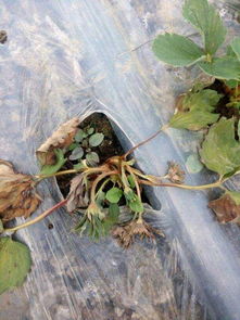 草莓红中柱根腐病的由来