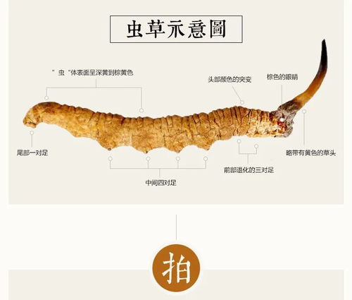 冬虫夏草的形态究竟有何神奇之处，为何在冬天是虫