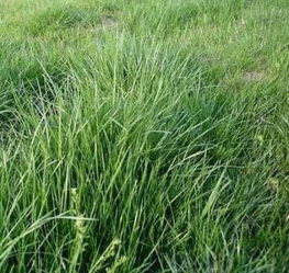 二、 南方北方选草秘籍