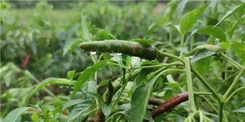 辣椒水杀虫，你试过吗？