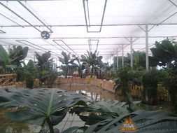 温室花卉的八种分类