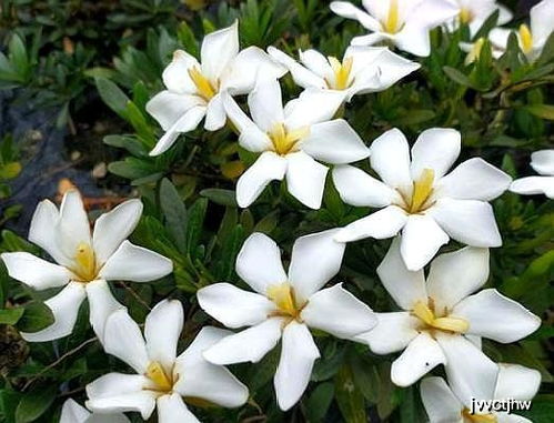 修剪工具，要讲究卫生