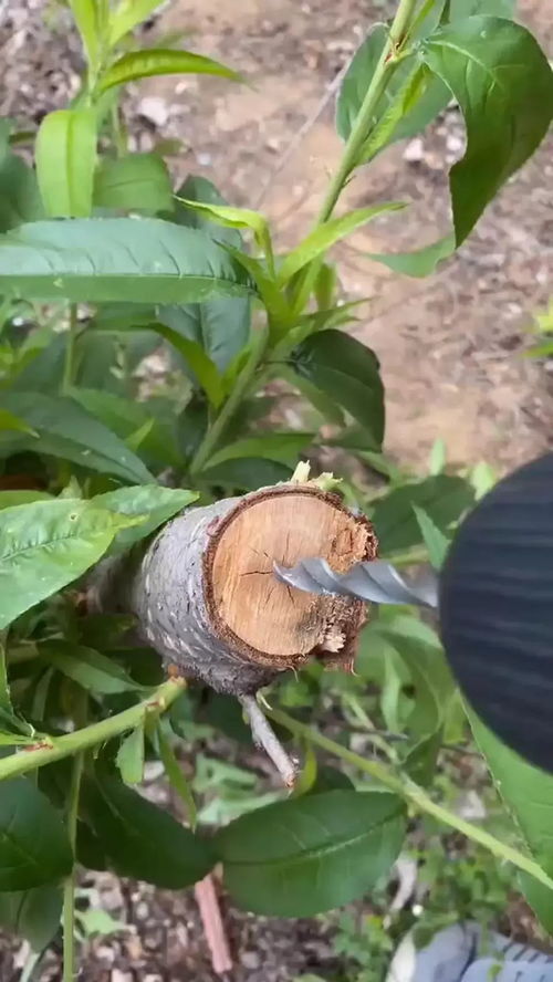 榕树的魅力与嫁接的艺术