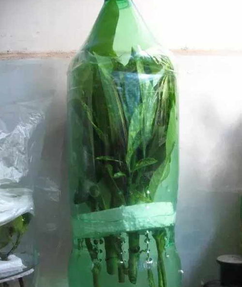 水培栀子花， 生根只需一个月，阳光和水分是关键！