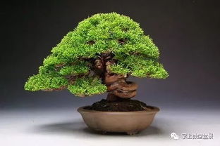 铝丝造型盆景，如何巧妙嵌入而不伤枝