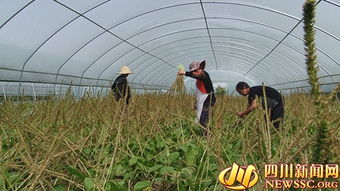 应对反常气候的策略