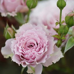 7. 蓝色阴雨月季