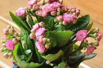 北方冬季室外养护长寿花攻略：让花朵度过寒冷冬季