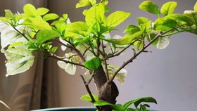 南方那些花儿：只开花不长叶子的名贵树种