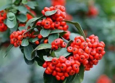 无患子果子的奇妙之旅