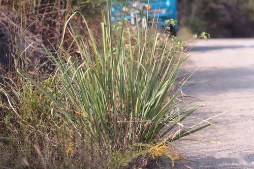 松柏树下种花，美得不像话