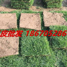 别贪便宜买“万嫩草种”