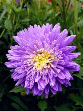 翠菊：清新的使者