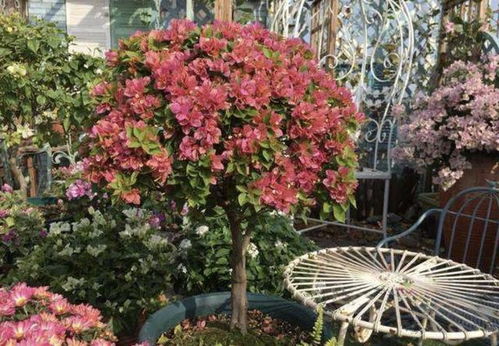 三角梅：艳丽花朵的舞者