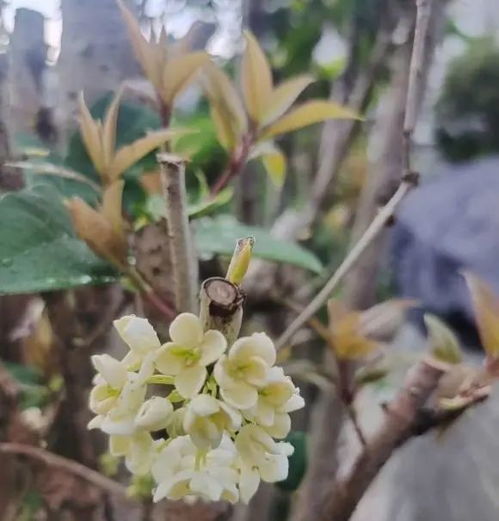 桂花树适合在哪个季节种植？最佳种植月份是几月