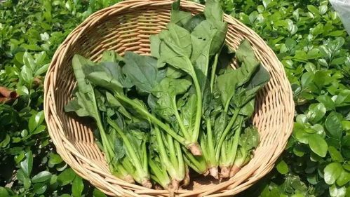 棚室越夏菠菜种植技术，旨在解决夏季高温条件下菠菜生长困难的问题
