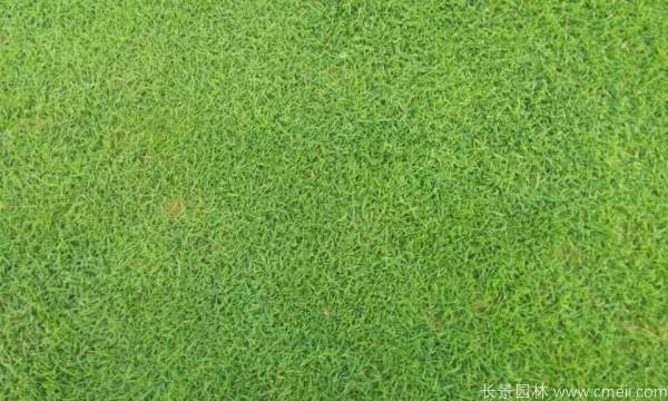 草坪杂草如何高效清除？效果可持续多久