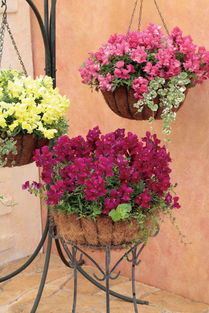 三月份播种草花的选择